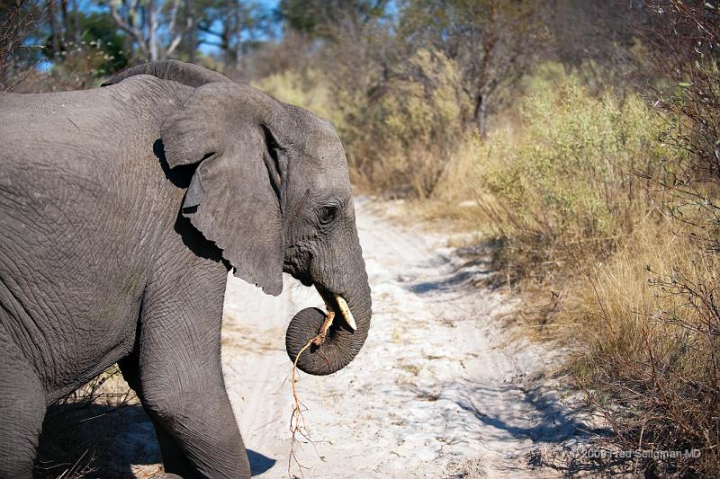 20090614_095820 D3 X1.jpg - Following large herds in Okavango Delta